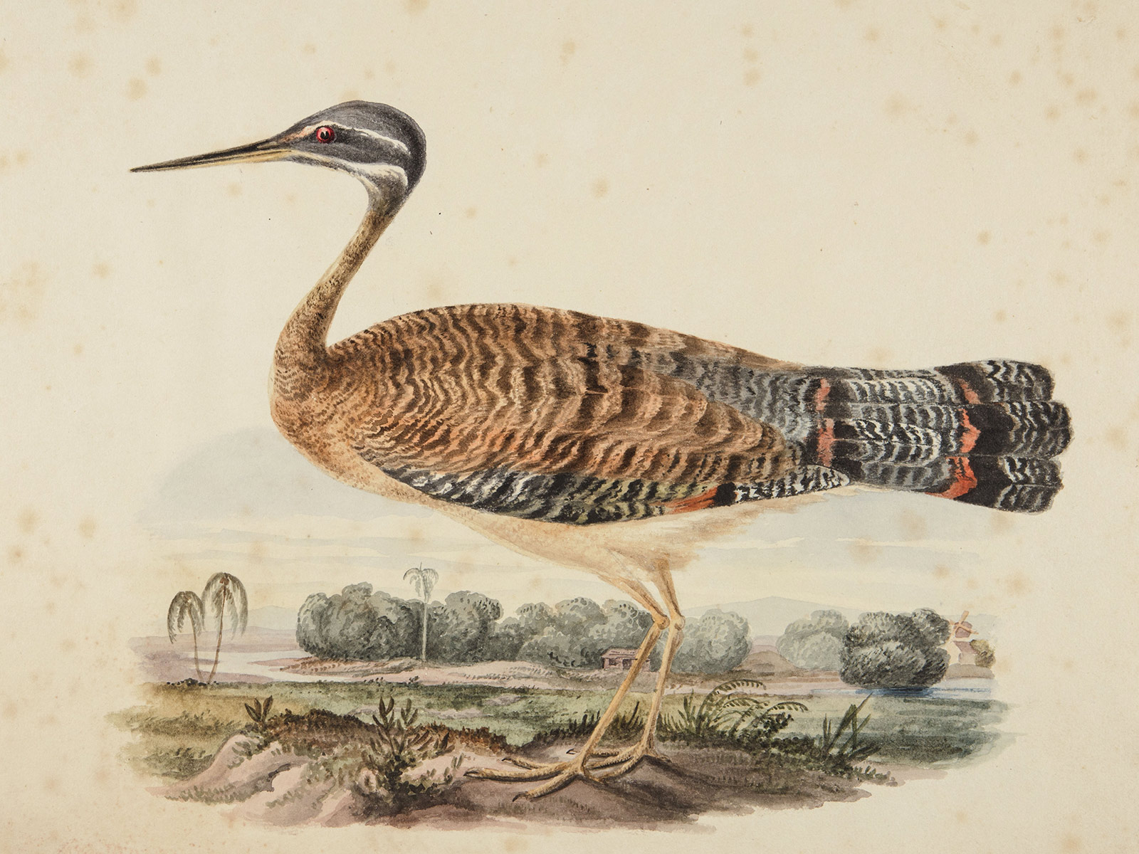 vintage print of a bird